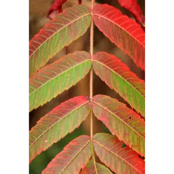 Red Sandalwood Plants
